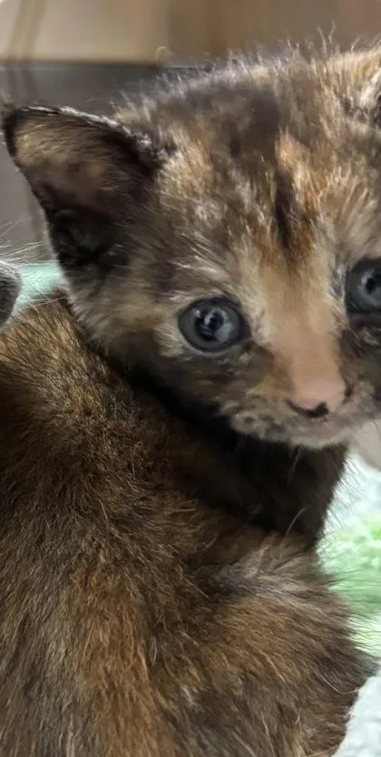 A baby small-sized female Domestic Short Hair cat named 1604-26 for adoption in Cumming, GA