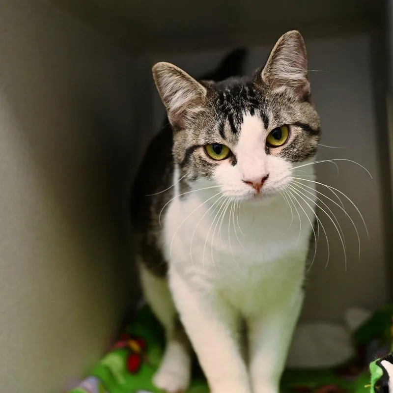 A baby medium-sized female Domestic Short Hair cat named Kitana for adoption in Shoreline, WA