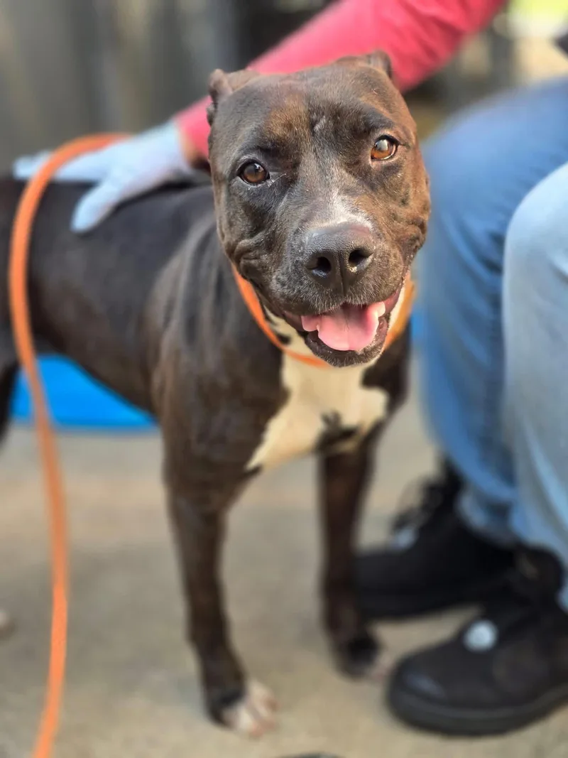 A young medium-sized female Bicolor Pit Bull Terrier dog named Shanghai for adoption in Naperville, IL