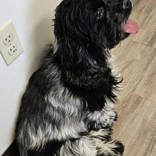 Jackson C thumbnail 3