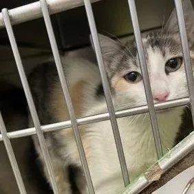 An adult large-sized female White Domestic Short Hair cat named Cree for adoption in Rapid City, SD