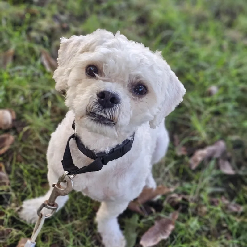 An adult small-sized male Shih poo dog named Toby Springfield for adoption in O Fallon, IL