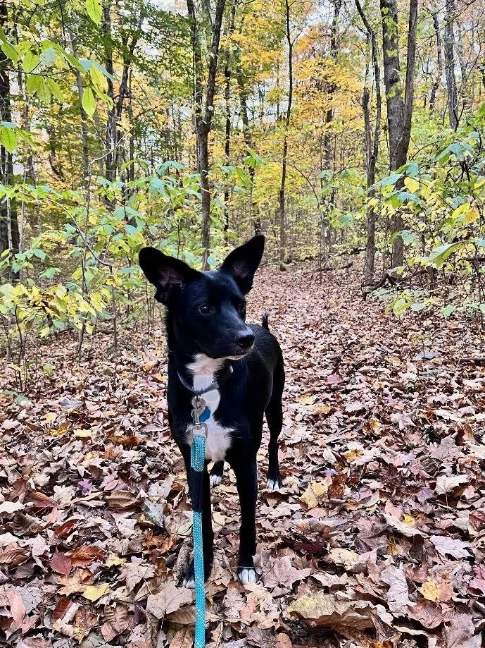 A young medium-sized female Shepherd dog named Phoebe Elise for adoption in Bloomington, IN
