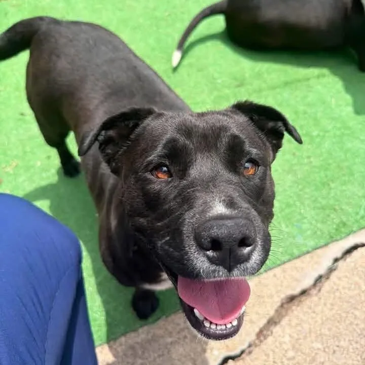 An adult large-sized female Black Mixed Breed dog named Nova for adoption in Washington, PA