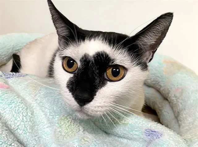 An adult medium-sized male Domestic Short Hair cat named Luffy for adoption in Fort Lauderdale, FL