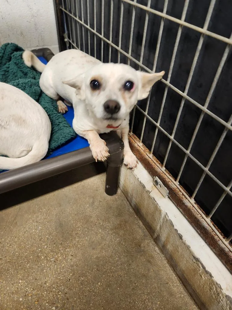 An adult small-sized male Chihuahua dog named Peebo for adoption in Lockhart, TX