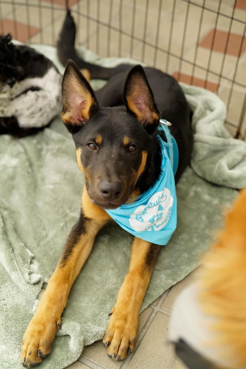 Benedict thumbnail 2