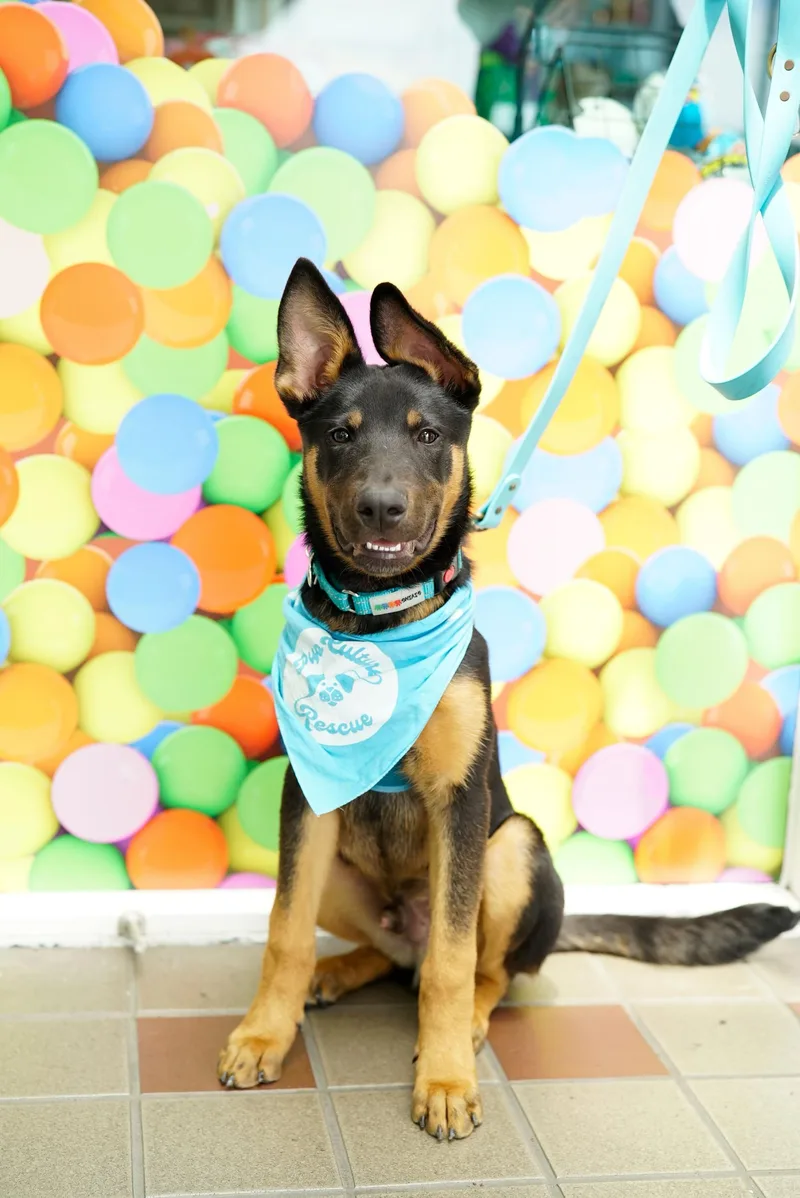 A baby medium-sized male German Shepherd Dog dog named Benedict for adoption in Pasadena, CA