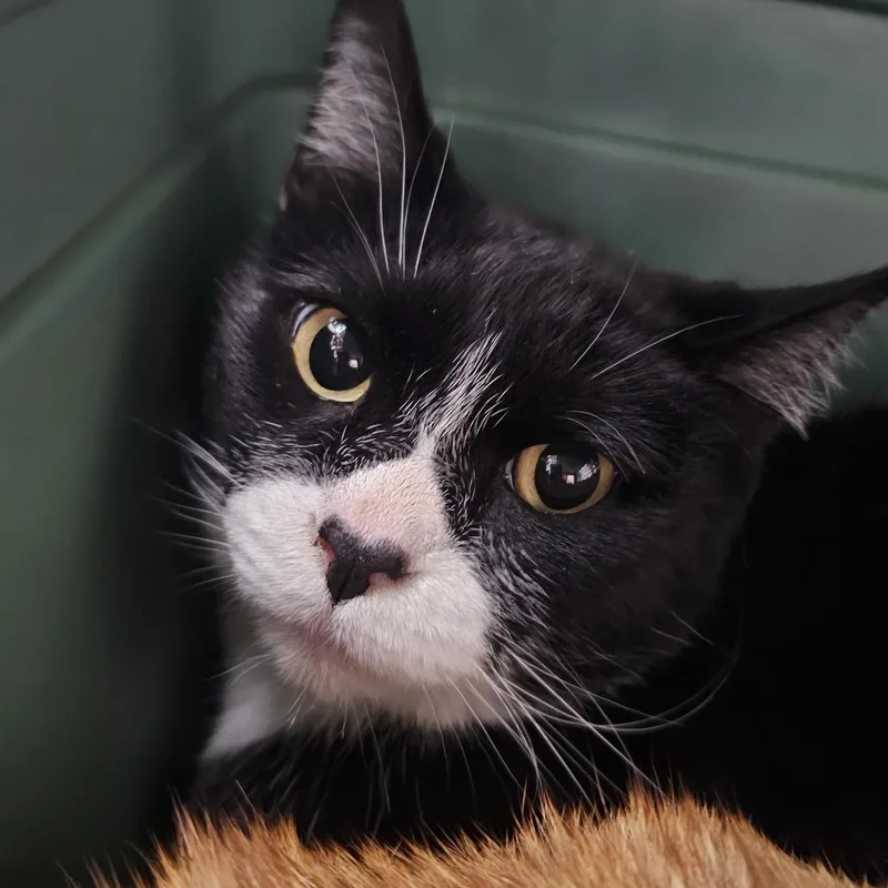 An adult small-sized male Black Domestic Short Hair cat named Selvester for adoption in Evansville, IN