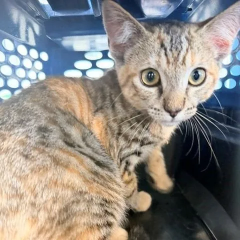 A baby small-sized female Buff / Tan / Fawn Domestic Short Hair cat named Honey for adoption in Long Beach, CA