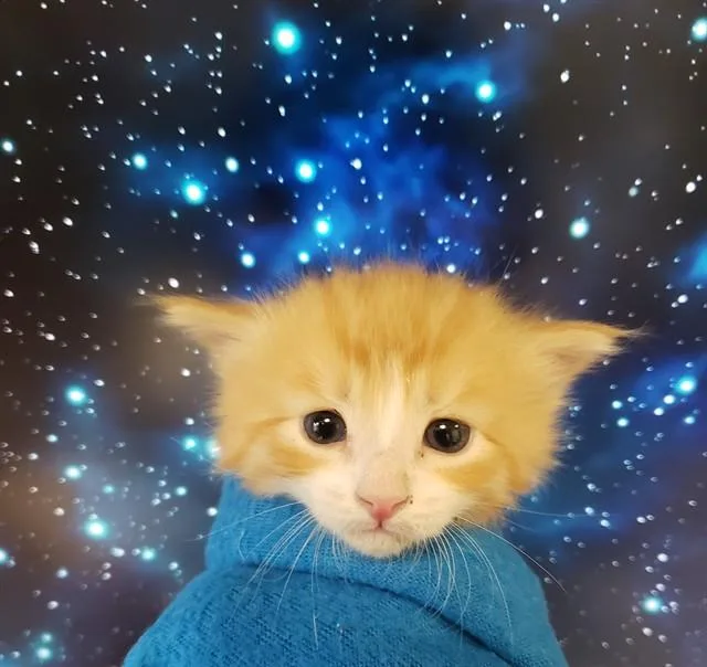 A baby small-sized female Domestic Short Hair cat named Pixie for adoption in Tucson, AZ