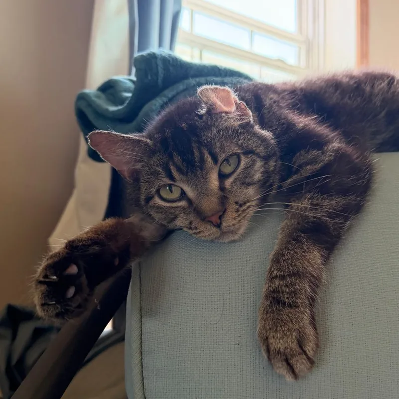 An adult small-sized male Domestic Short Hair cat named Stuffalo Bill for adoption in State College, PA