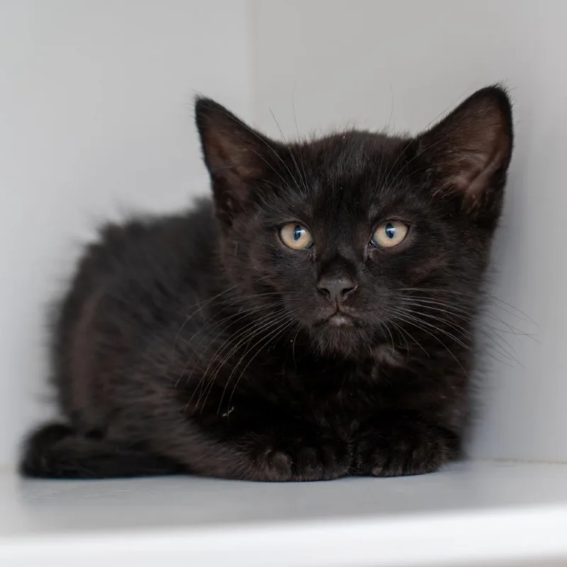 A baby small-sized male Black Domestic Short Hair cat named Smoothie for adoption in New York, NY