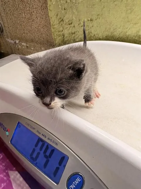 A baby small-sized female Domestic Short Hair cat named Bee for adoption in Riverside, CA