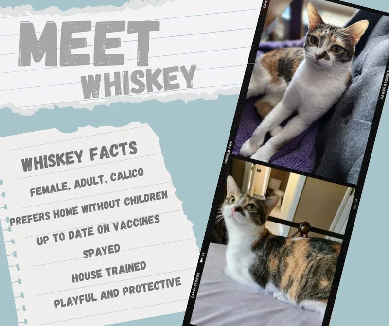 Whiskey thumbnail 2