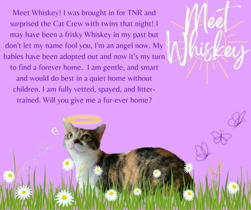 Whiskey thumbnail 4