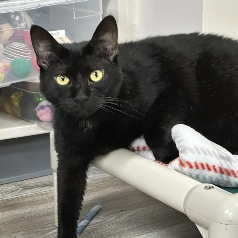 Griselda thumbnail 2