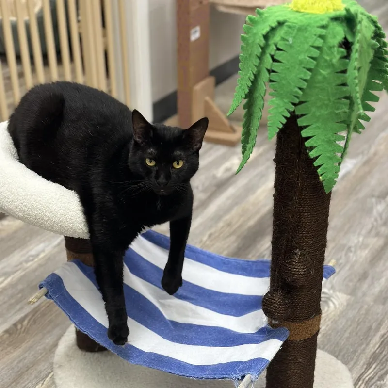 Griselda thumbnail 3