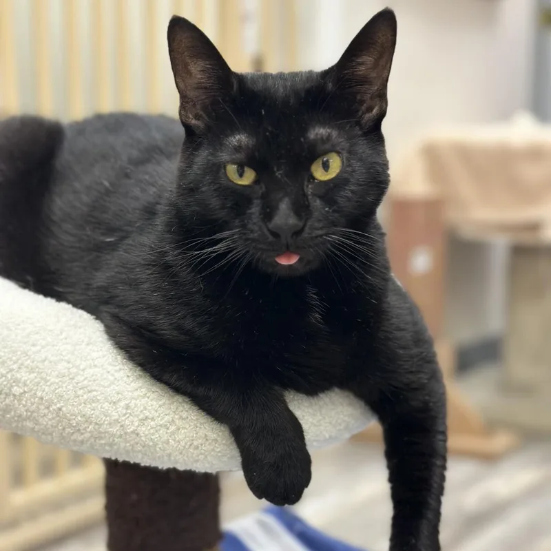 Griselda thumbnail 4