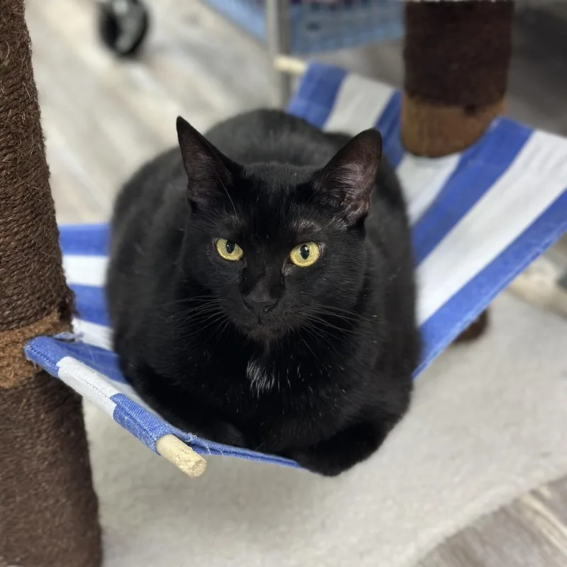 Griselda thumbnail 6