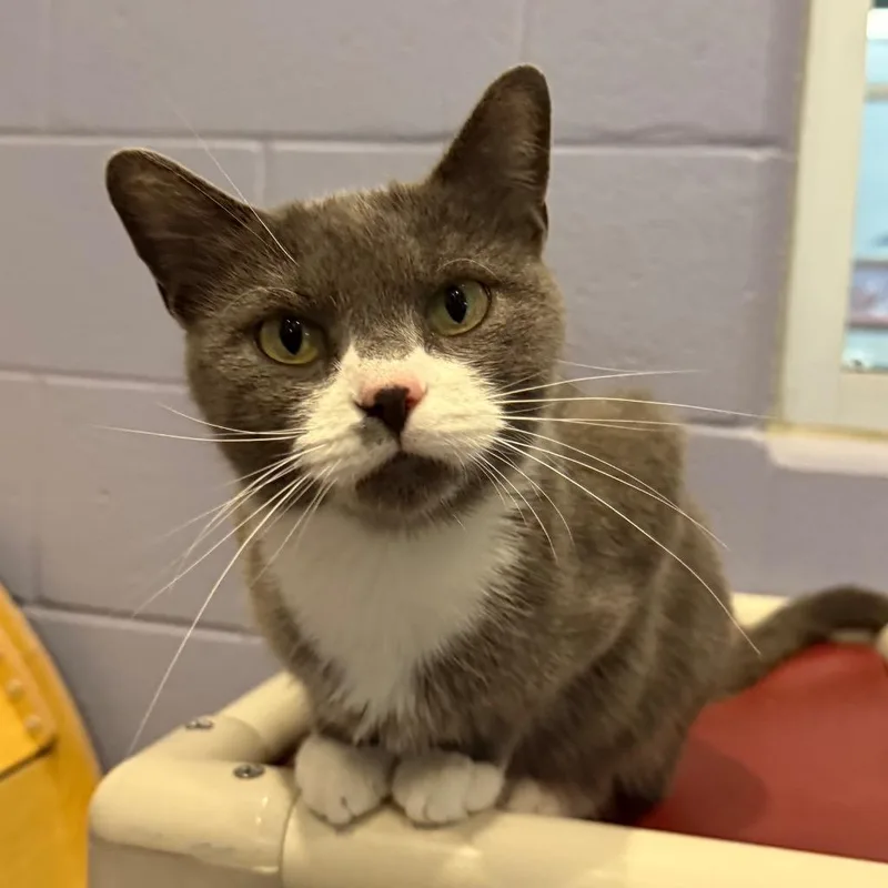 A young medium-sized female Domestic Short Hair cat named Lottie for adoption in South Bend, IN