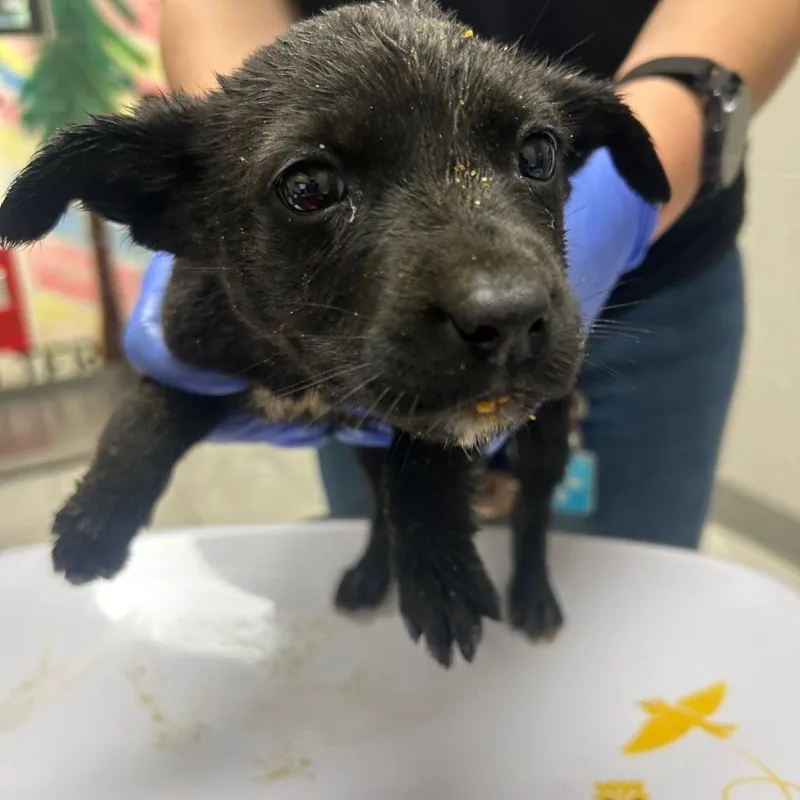 A baby small-sized male Black Labrador Retriever dog named Dusty for adoption in Lufkin, TX