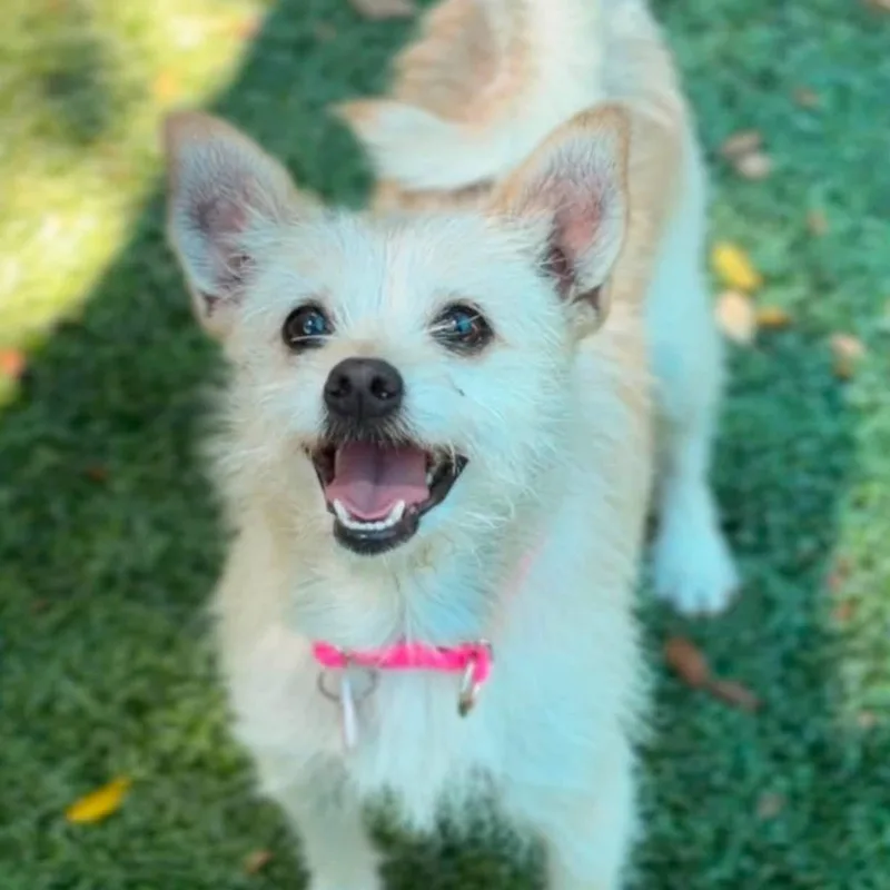 A young small-sized female Yellow / Tan / Blond / Fawn Terrier dog named Peaches for adoption in Yaphank, NY