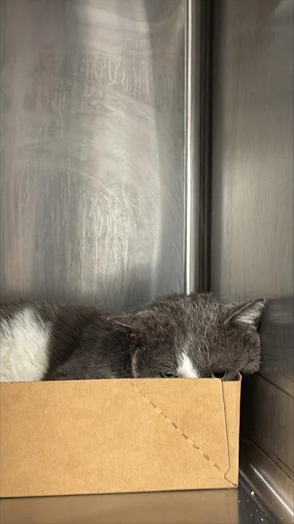 An adult large-sized male Domestic Short Hair cat named Sweet Cheeks for adoption in West Chester, PA