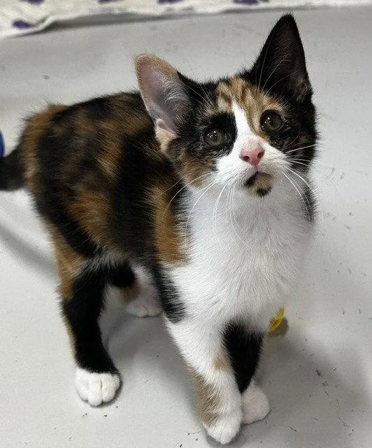 A young medium-sized female Domestic Short Hair cat named Moon for adoption in Sistersville, WV