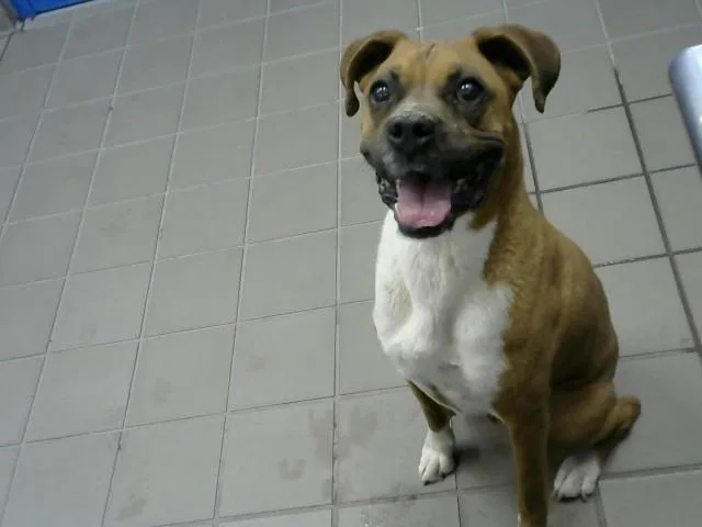 An adult large-sized male Boxer dog named Kia for adoption in Albuquerque, NM