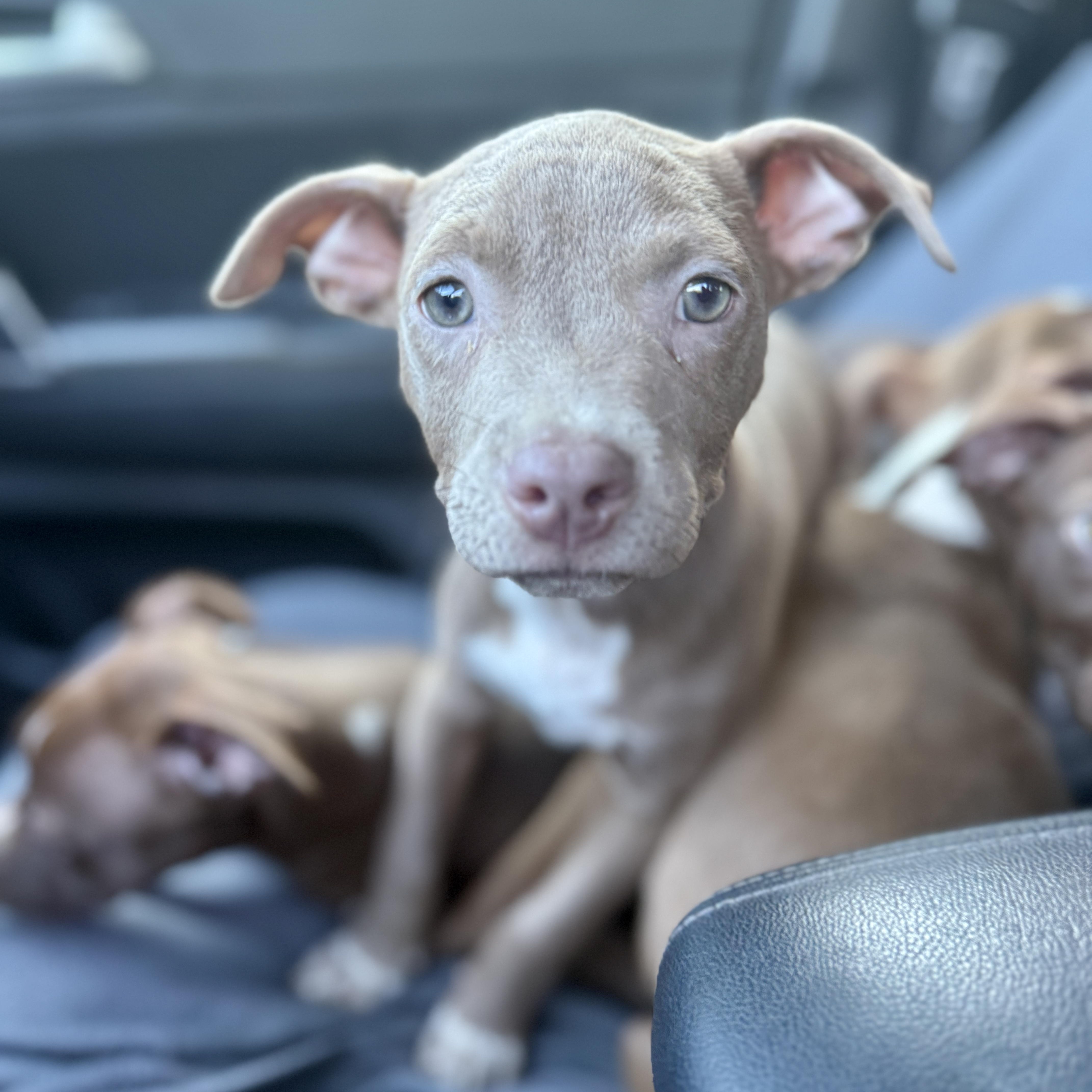 A baby medium-sized female Gray / Blue / Silver American Staffordshire Terrier dog named Gnocchi for adoption in Proctorville, OH
