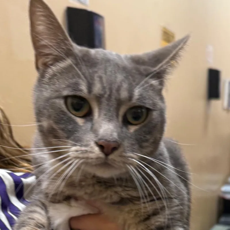 An adult small-sized female Gray / Blue / Silver American Shorthair cat named Ariya for adoption in Hemet, CA