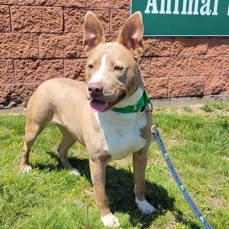 A young medium-sized female Terrier dog named Queen for adoption in Southold, NY