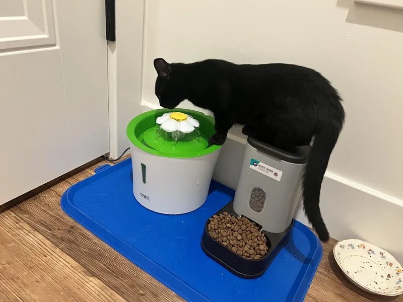A young medium-sized female Black Domestic Short Hair cat named Jillian for adoption in Columbia, MO