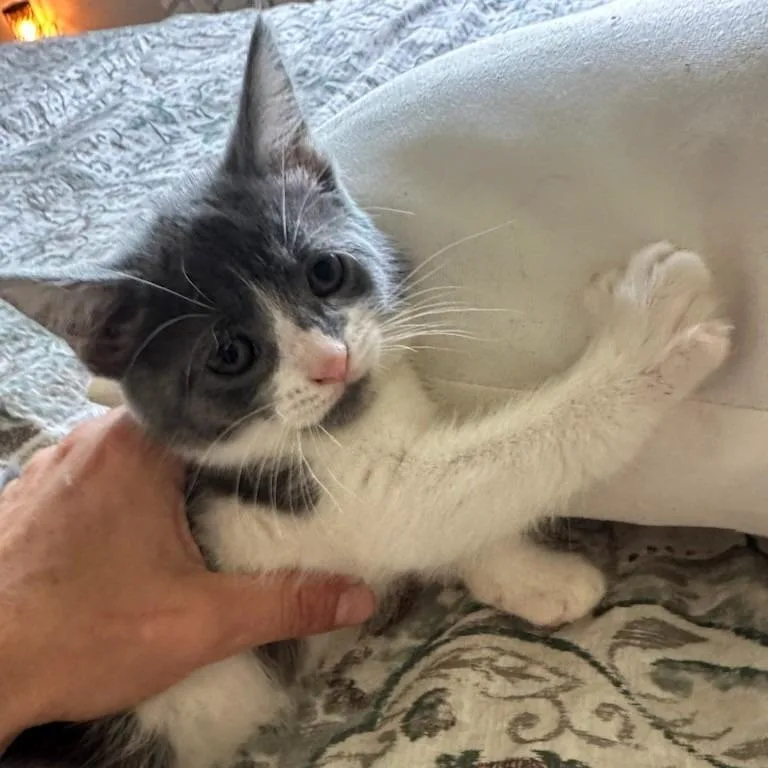 A baby small-sized female White Domestic Short Hair cat named Luna for adoption in Melbourne, KY
