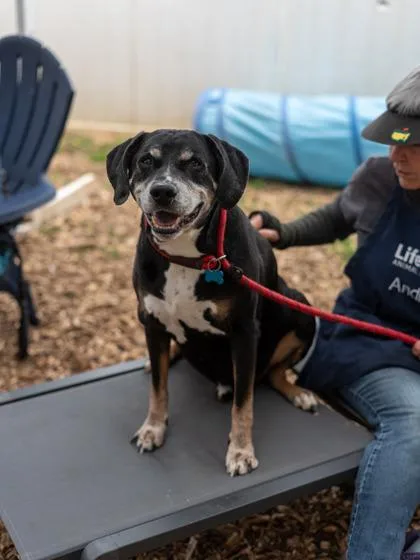 A senior large-sized male Mixed Breed dog named Hamster for adoption in Chamblee, GA
