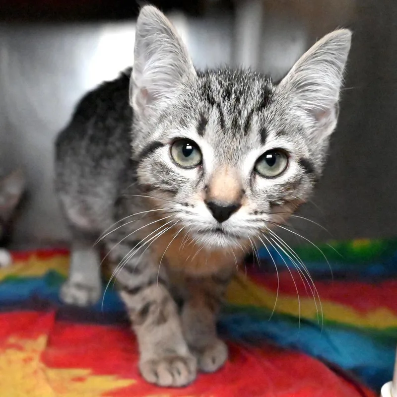 A baby small-sized female Gray / Blue / Silver Domestic Short Hair cat named Zora for adoption in West Palm Beach, FL
