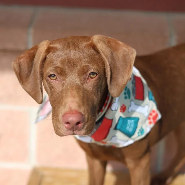 A baby medium-sized female Labrador Retriever dog named Lulu Bear for adoption in San Antonio, TX