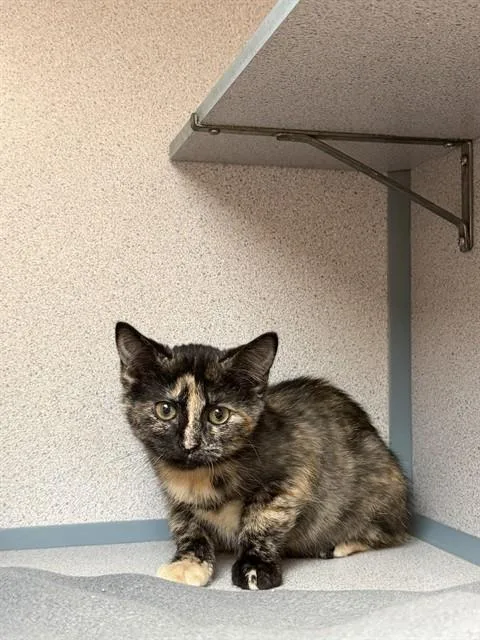 A baby small-sized female Domestic Short Hair cat named Edith for adoption in Aliquippa, PA