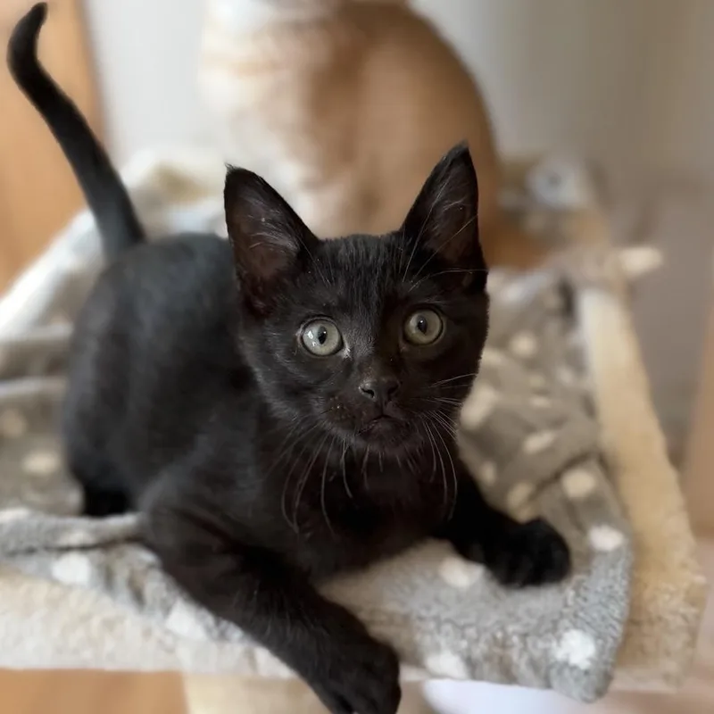 A baby small-sized male Black Domestic Short Hair cat named Albert for adoption in Rochester, MN