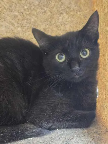 A young medium-sized female Domestic Short Hair cat named Santa Maria for adoption in Sevierville, TN
