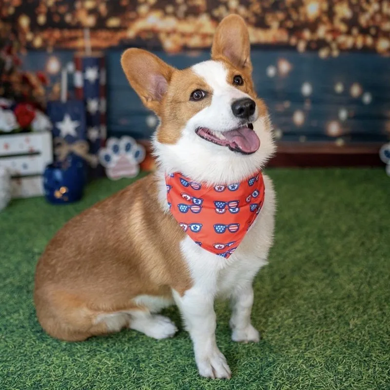 A young medium-sized male Yellow / Tan / Blond / Fawn Cardigan Welsh Corgi dog named Alfie for adoption in Aberdeen, NC