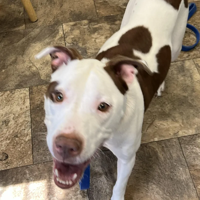 A young medium-sized female White / Cream American Staffordshire Terrier dog named Taffy for adoption in Wilmington, OH