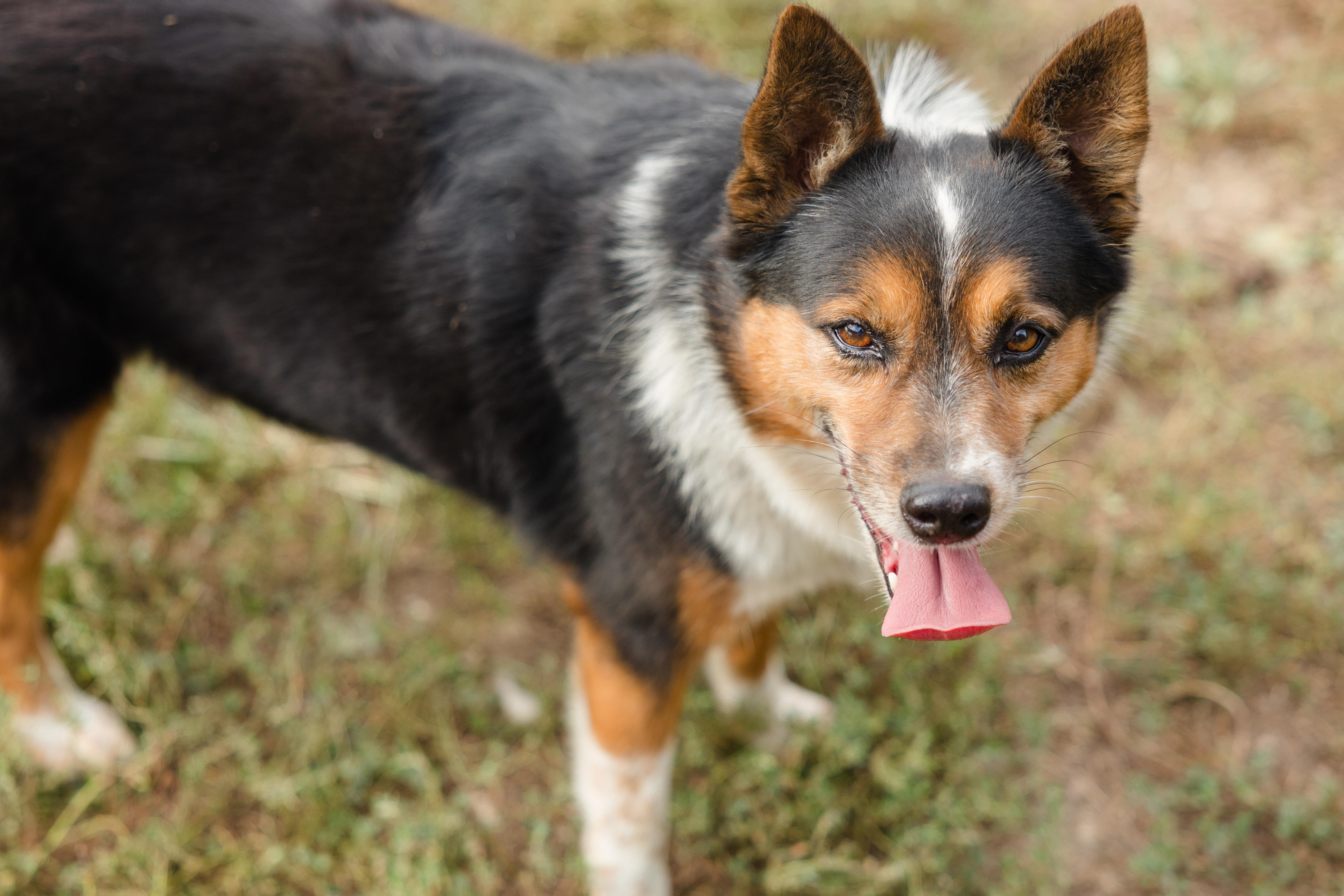 An adult medium-sized male Australian Cattle Dog / Blue Heeler named Hex for adoption in Newburgh, IN