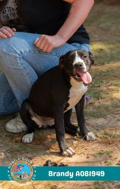 A young medium-sized female American Bulldog dog named Brandy for adoption in Mobile, AL