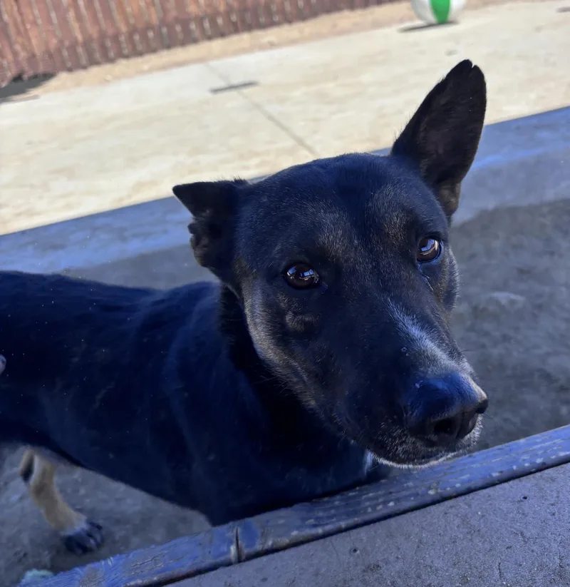 A young medium-sized male German Shepherd Dog dog named Nile for adoption in Stagecoach, NV