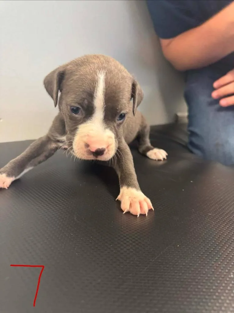 A young medium-sized female Mixed Breed dog named Koda for adoption in Albany, GA