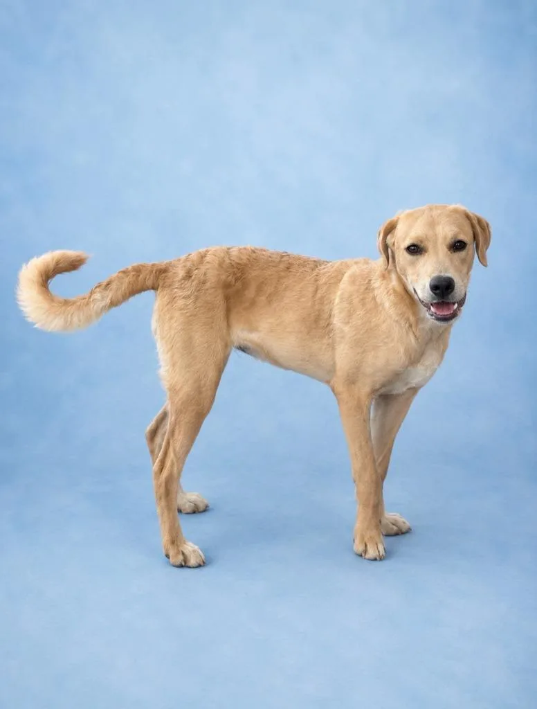 A baby medium-sized female Labrador Retriever dog named Milkshake for adoption in Rock Springs, WY