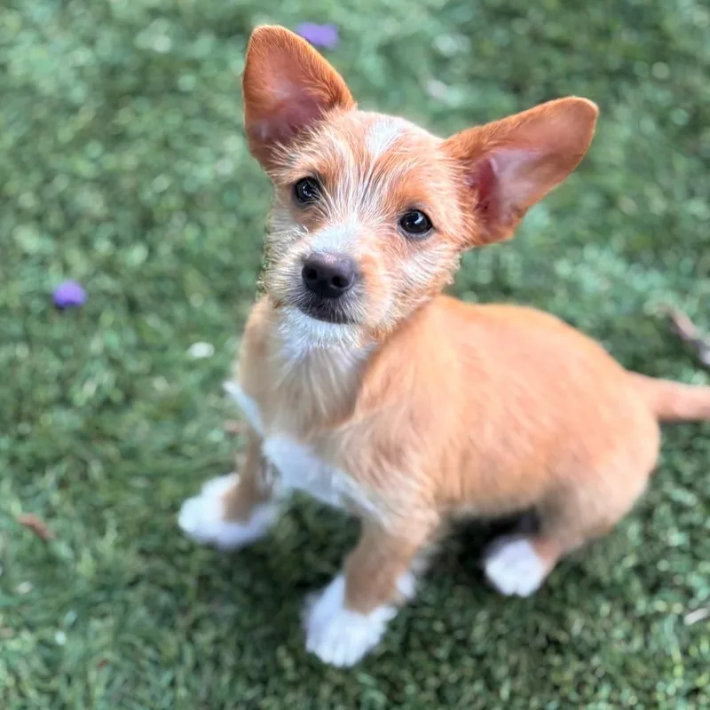 A baby small-sized female Yellow / Tan / Blond / Fawn Terrier dog named Parm for adoption in San Diego, CA