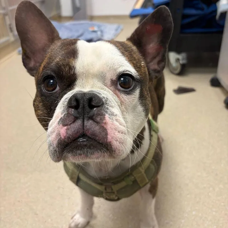 An adult medium-sized male Brindle Mixed Breed dog named Boba for adoption in Westhampton, NY